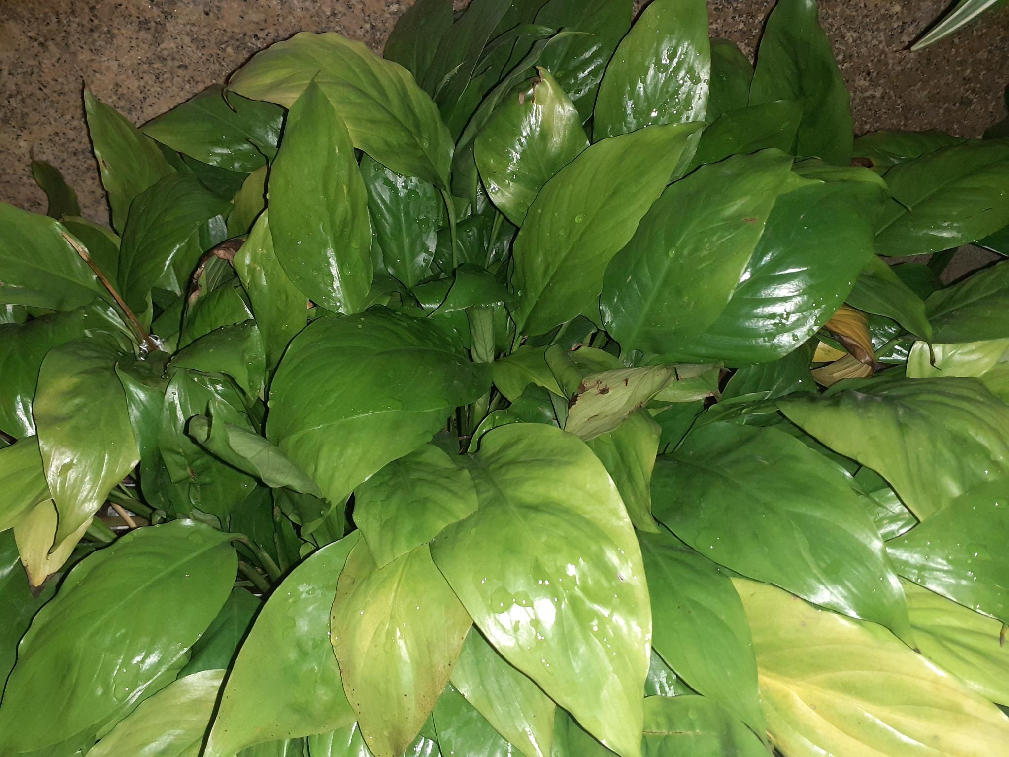 Spathiphyllum wallisii
